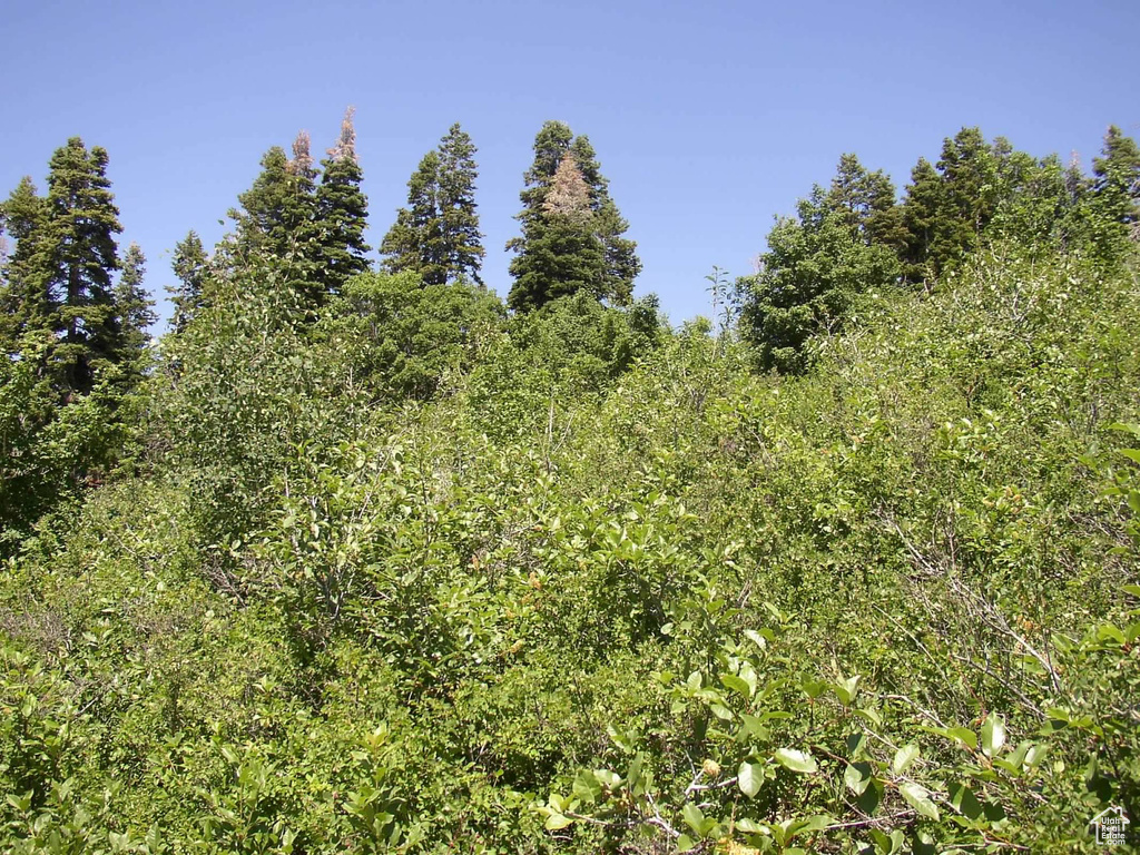 View of local wilderness