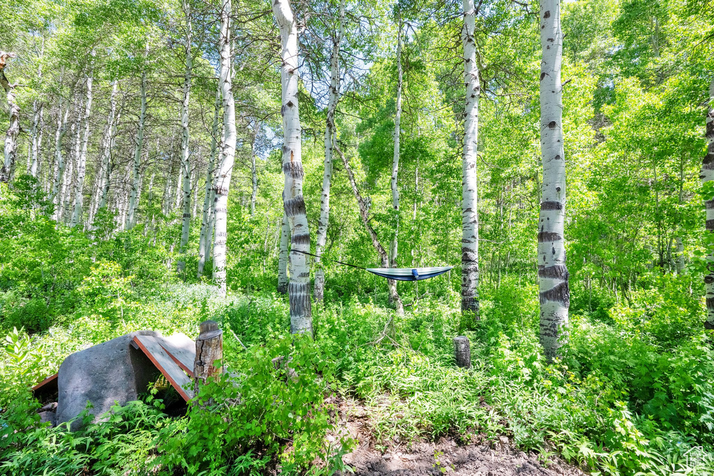 View of tree filled area