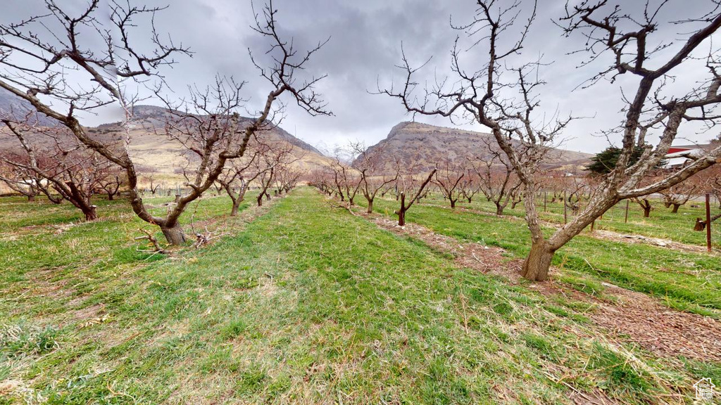 View of yard with a rural view and a mountain view