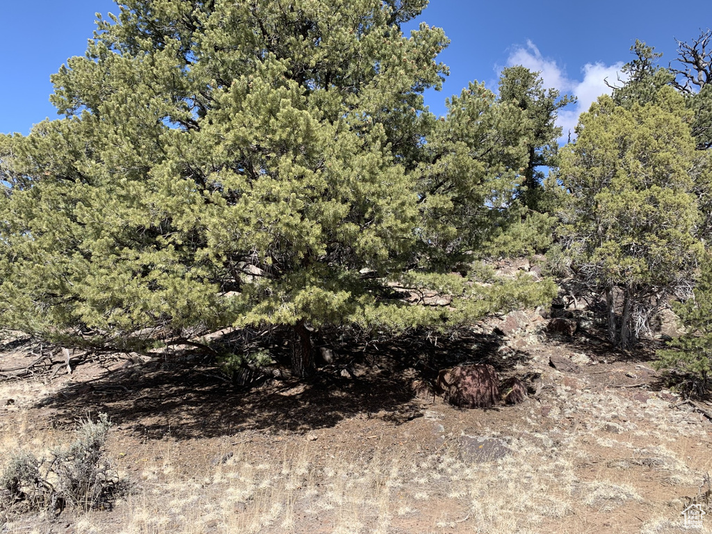 View of local wilderness