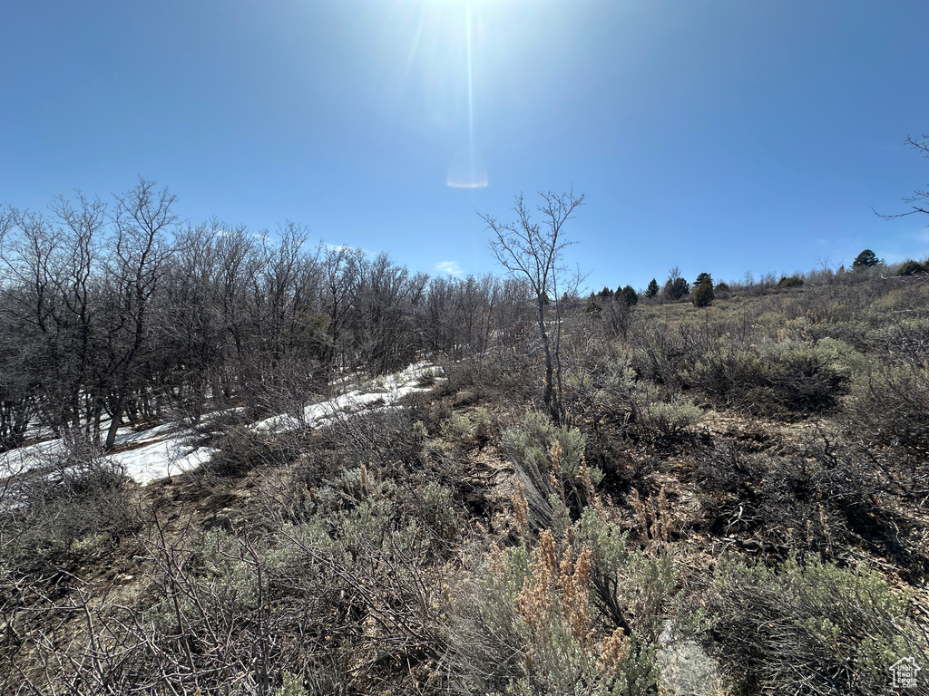 View of local wilderness