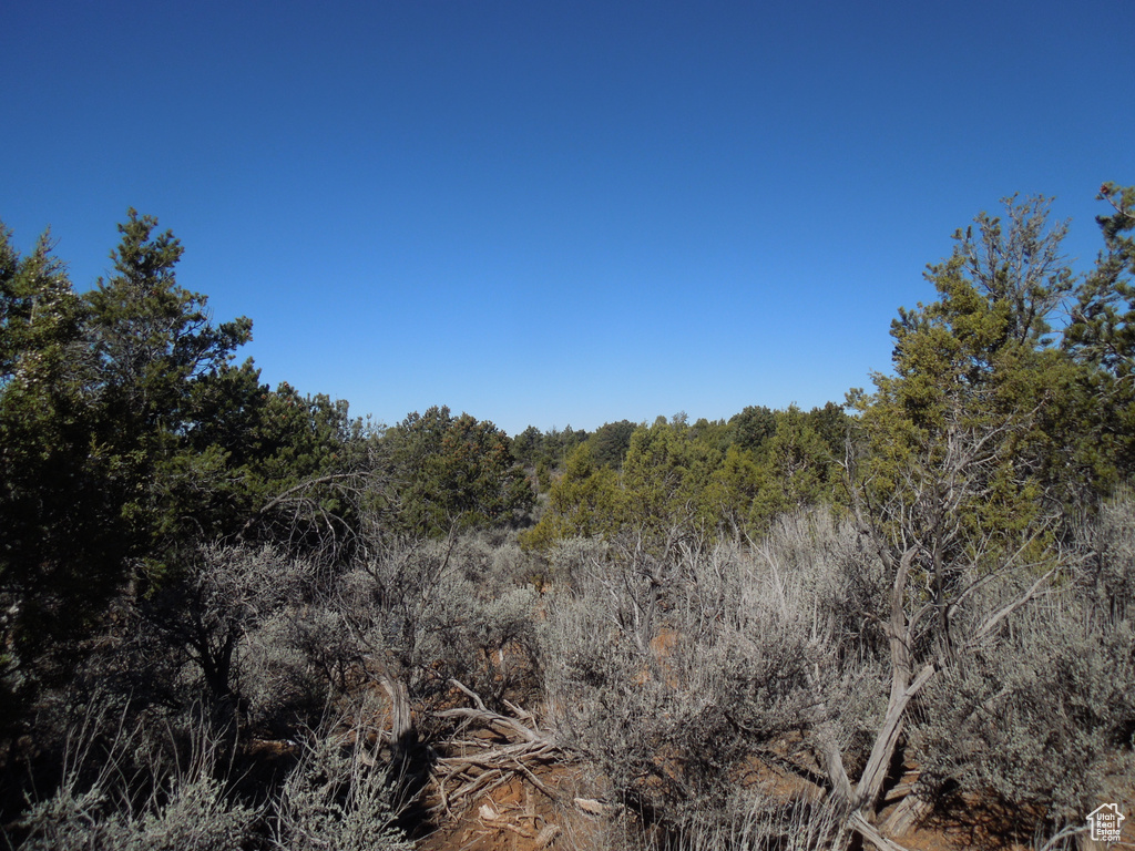 View of local wilderness featuring a forest view