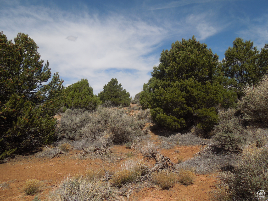 View of local wilderness