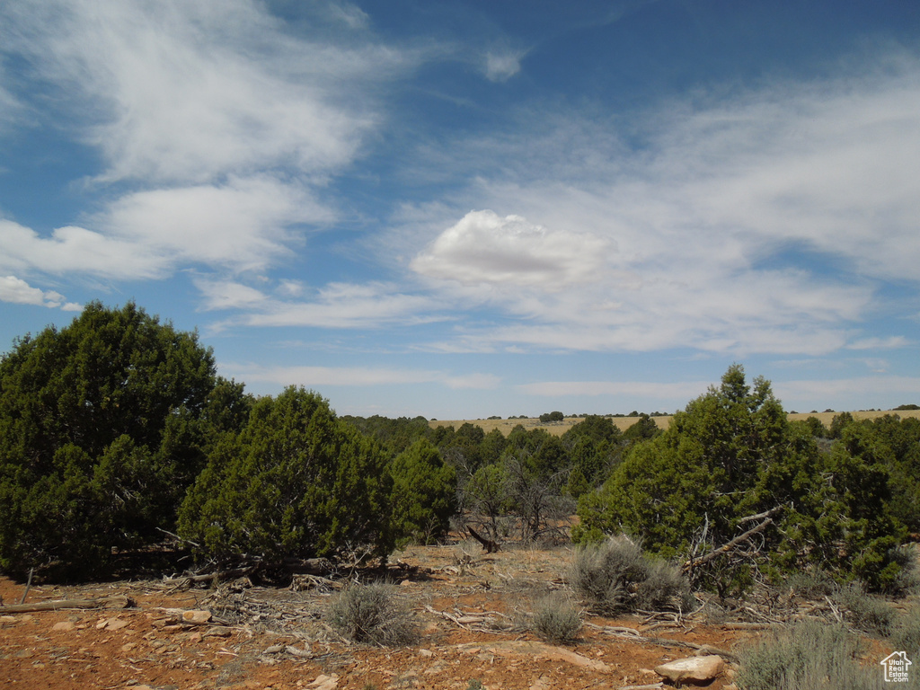View of local wilderness