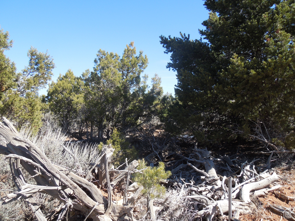 View of local wilderness