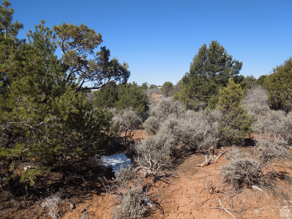 View of local wilderness