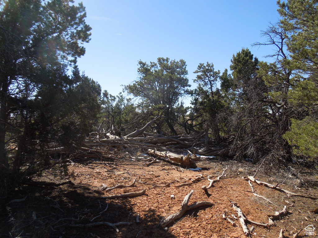 View of local wilderness