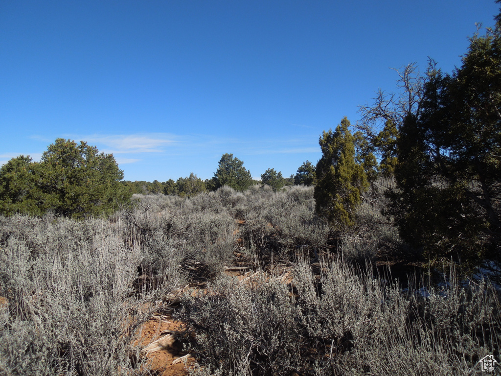 View of local wilderness