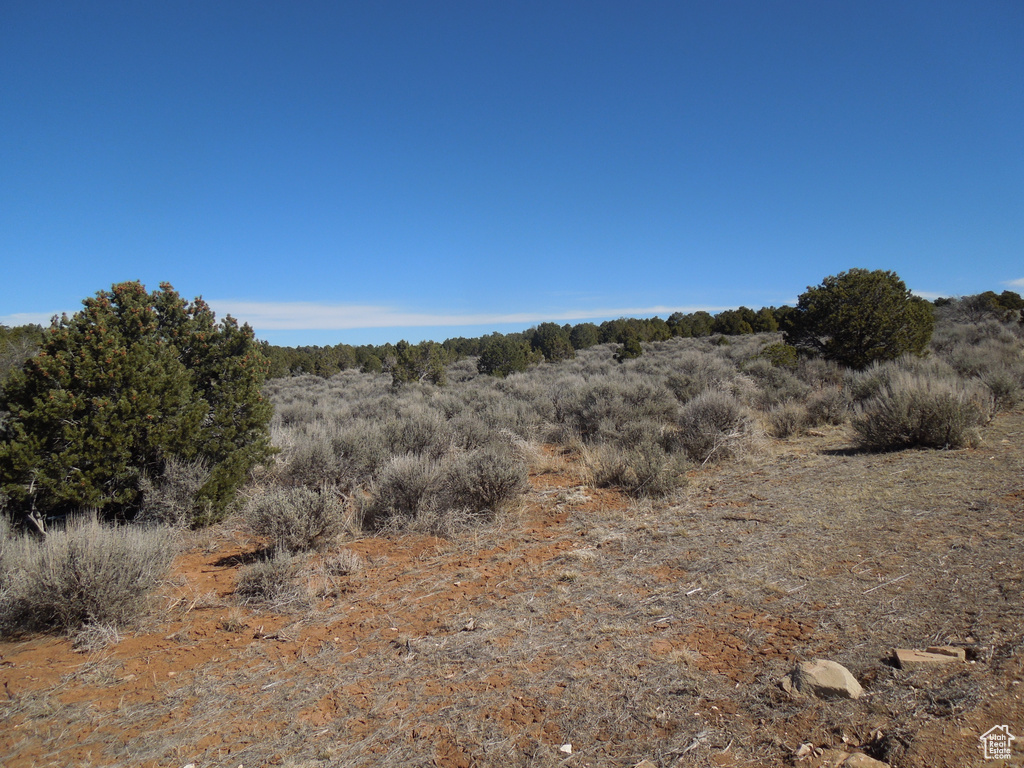 View of local wilderness