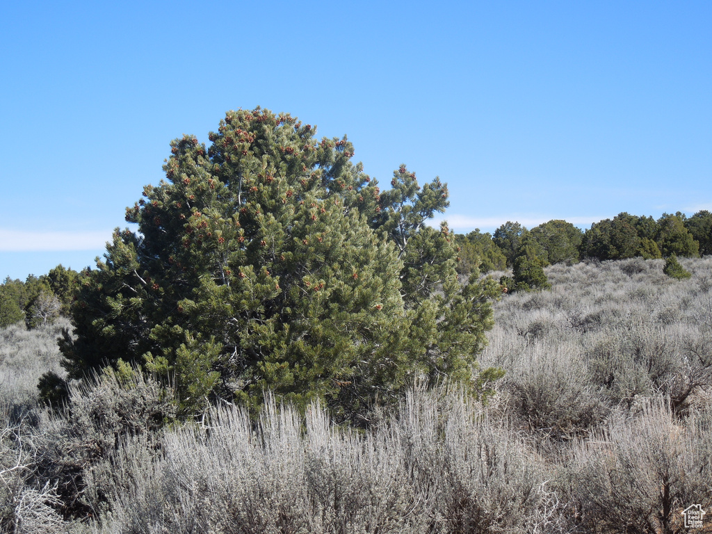 View of nature featuring a wooded view