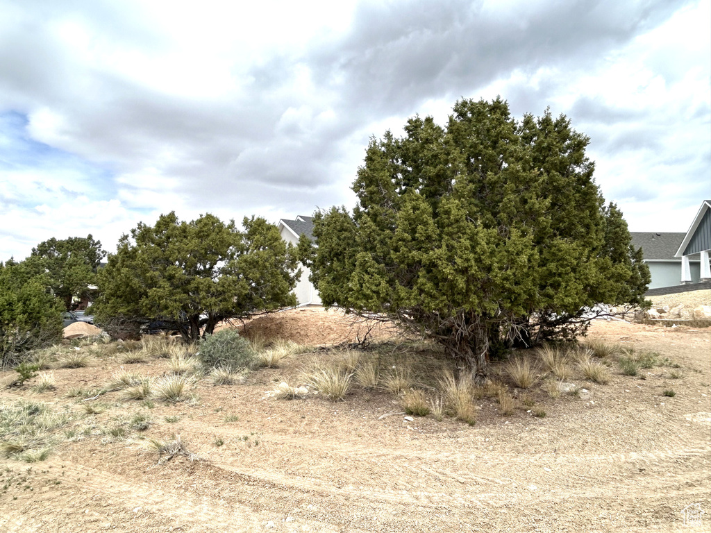 View of local wilderness