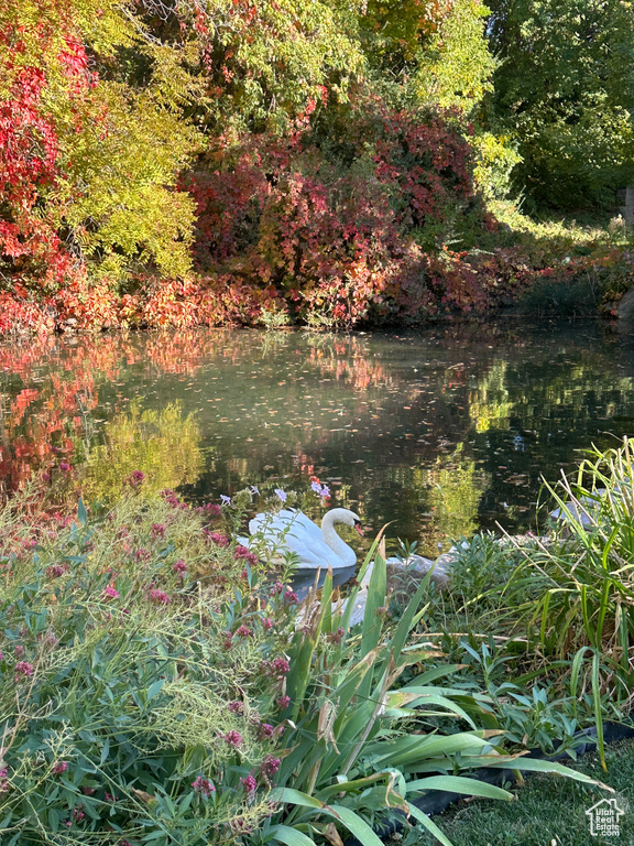 View of local wilderness