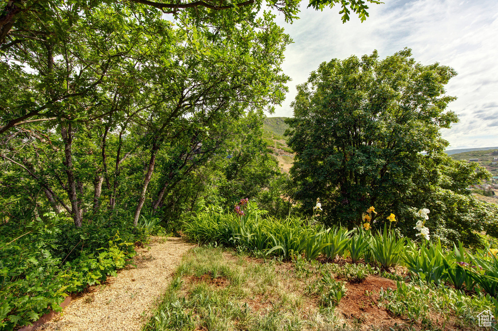 View of local wilderness
