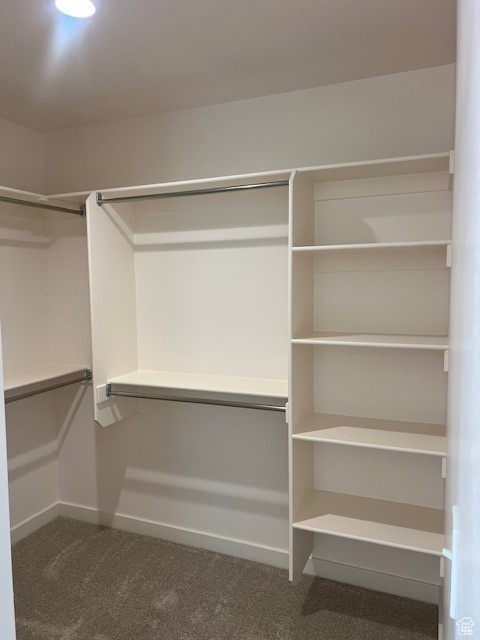 Spacious closet featuring carpet floors