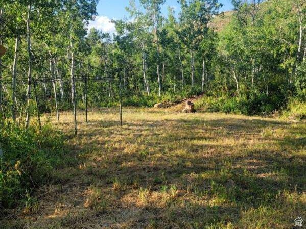 View of local wilderness featuring a view of trees