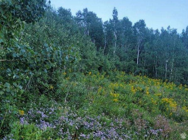 View of nature