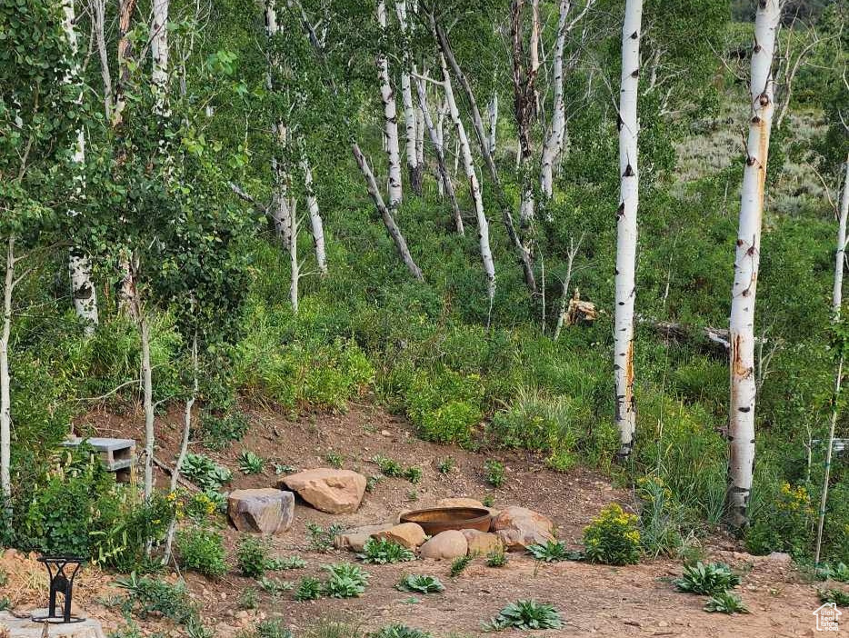 View of local wilderness