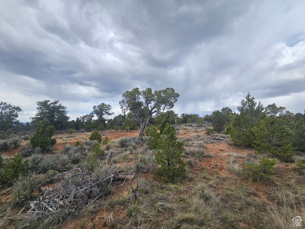 View of local wilderness