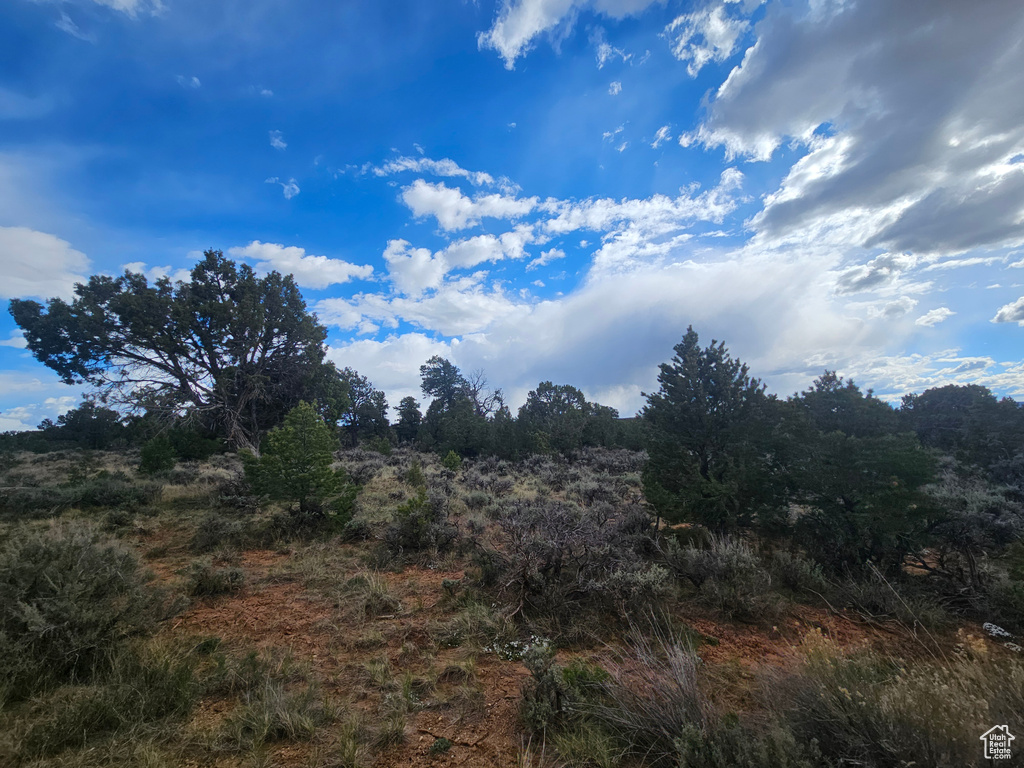View of local wilderness