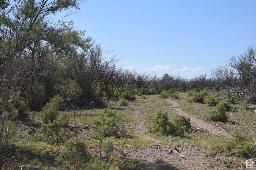 View of local wilderness