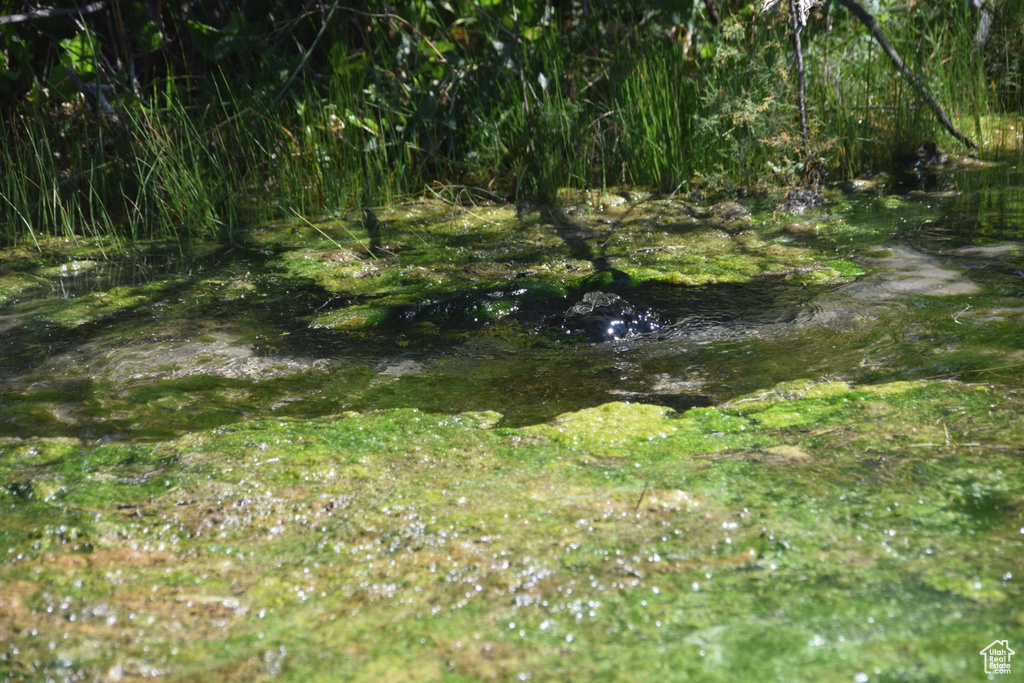 View of local wilderness