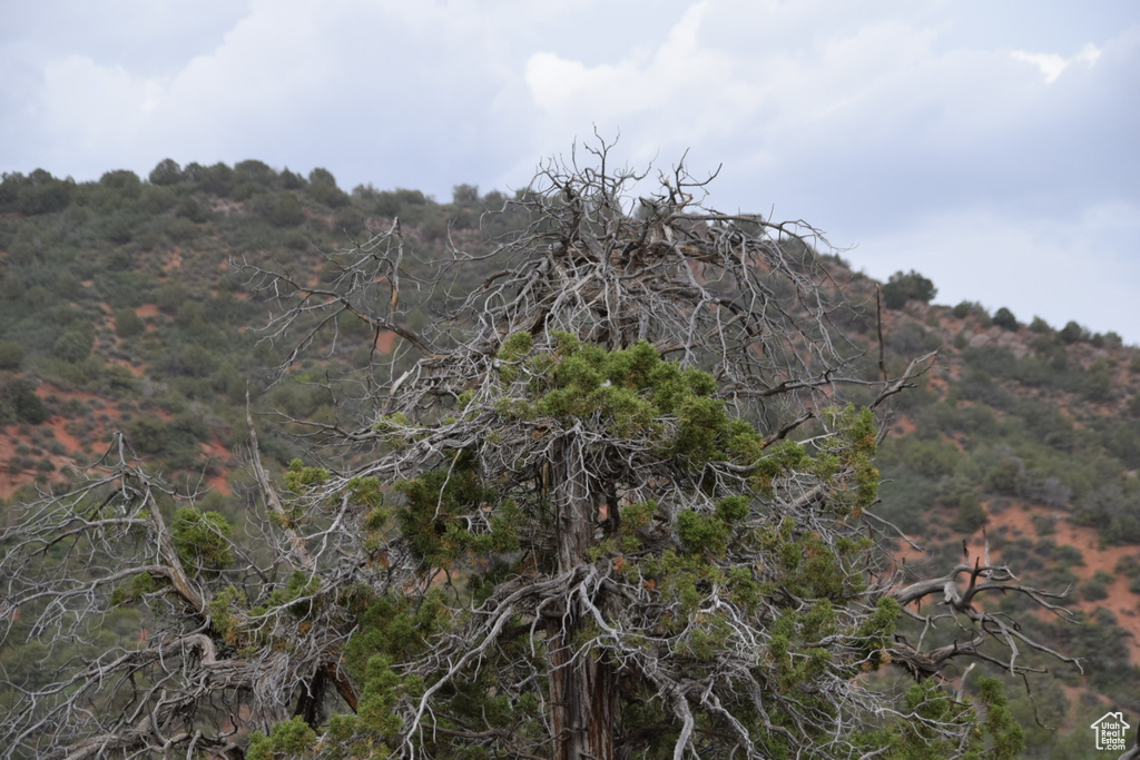 View of local wilderness with a view of trees