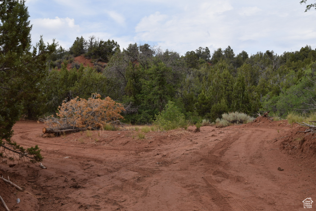 View of local wilderness