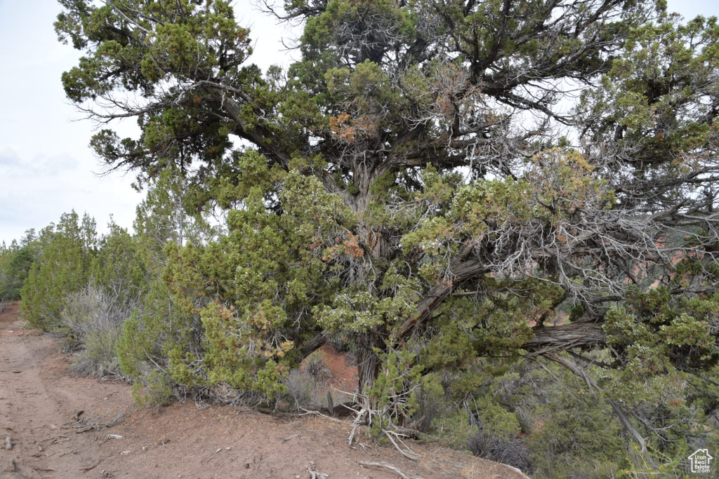View of local wilderness