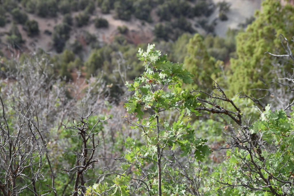 View of nature