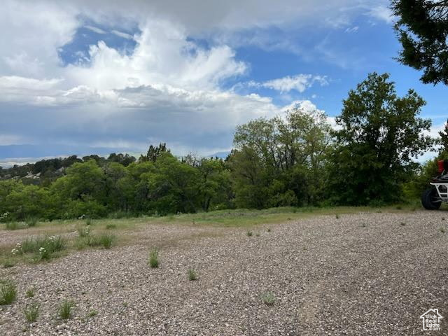 View of local wilderness