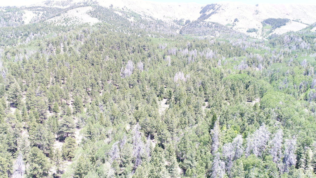 Aerial view featuring a forest view and a mountain view