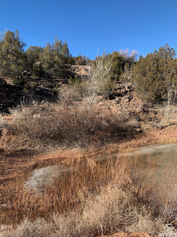View of local wilderness