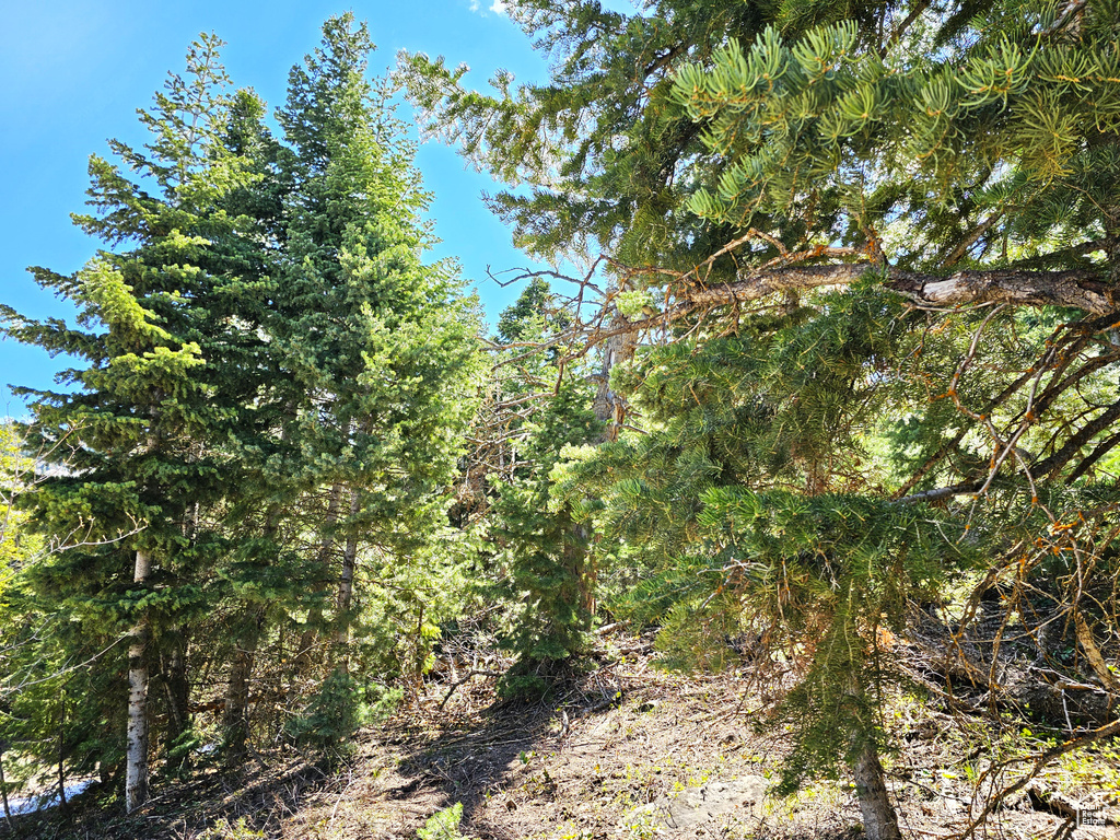 View of local wilderness