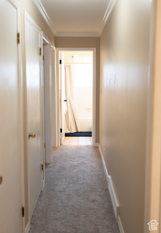 Hallway with carpet floors, crown molding, and visible vents