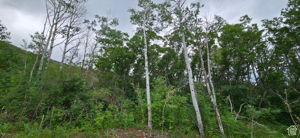 View of tree filled area
