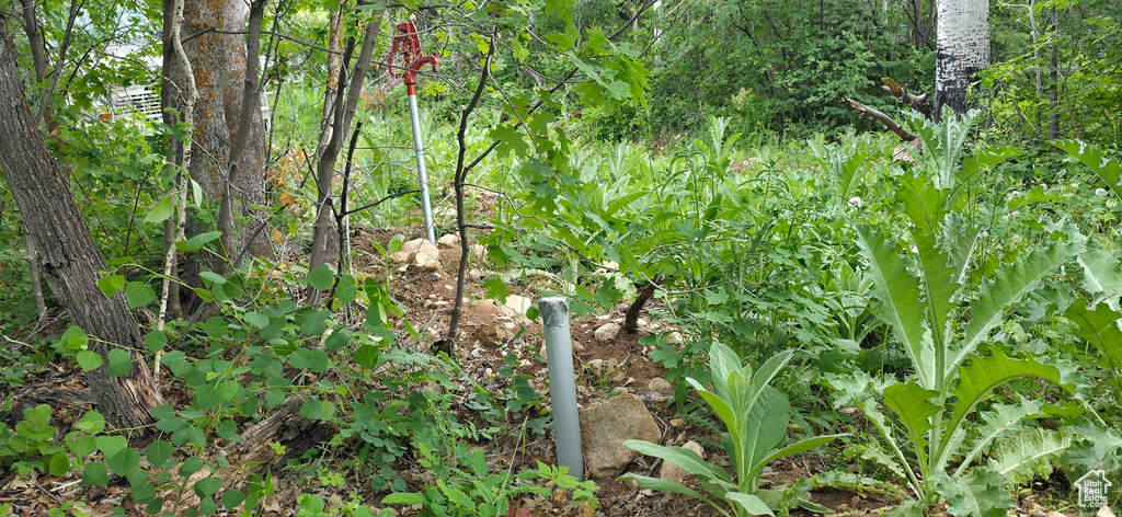 View of nature