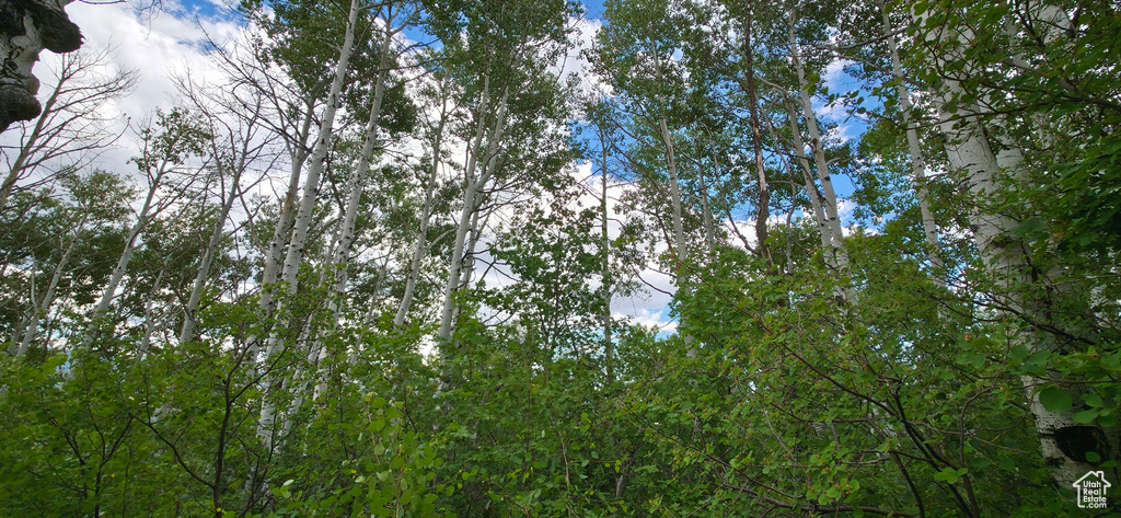 View of local wilderness