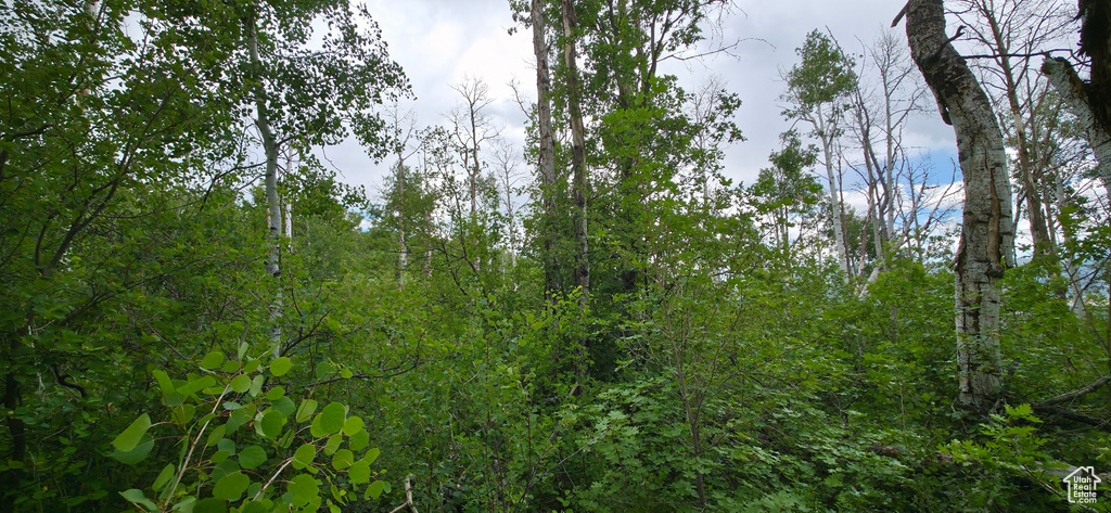 View of wooded area