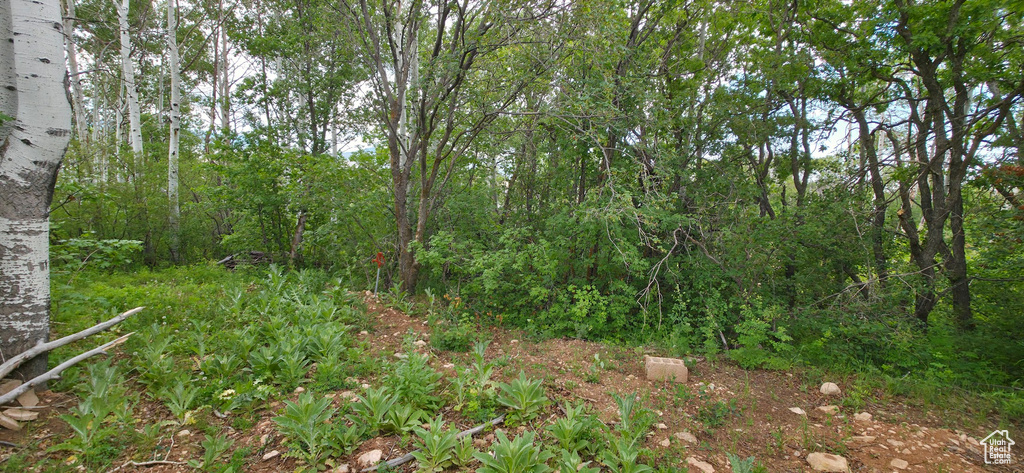 View of tree filled area