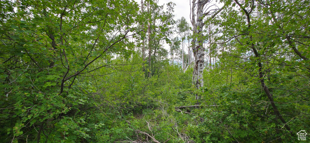 View of tree filled area