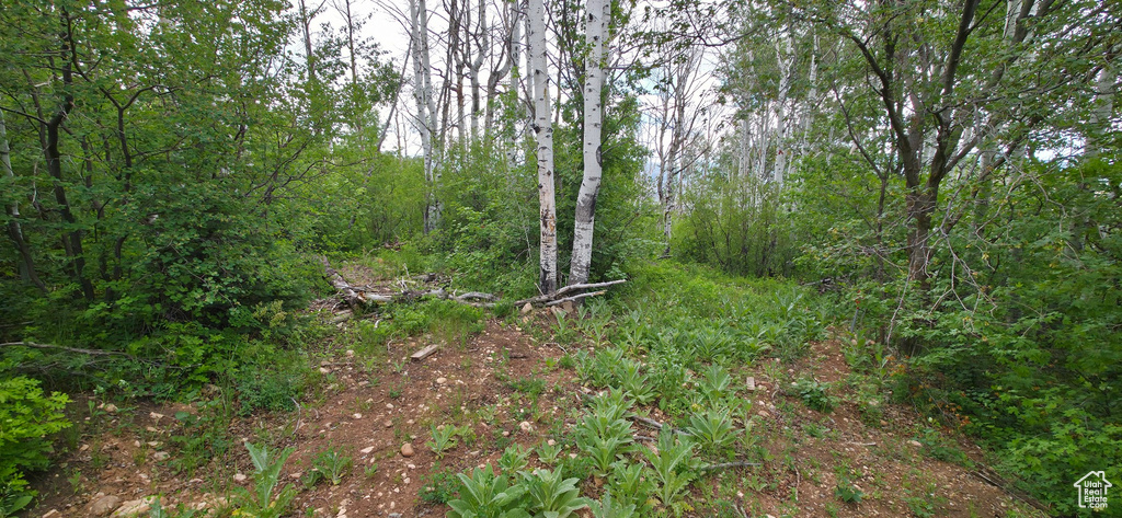 View of tree filled area