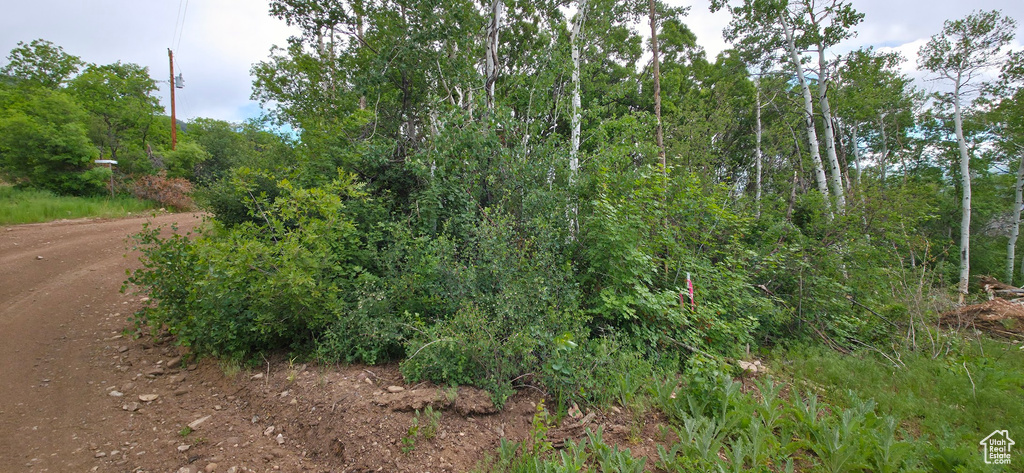View of local wilderness