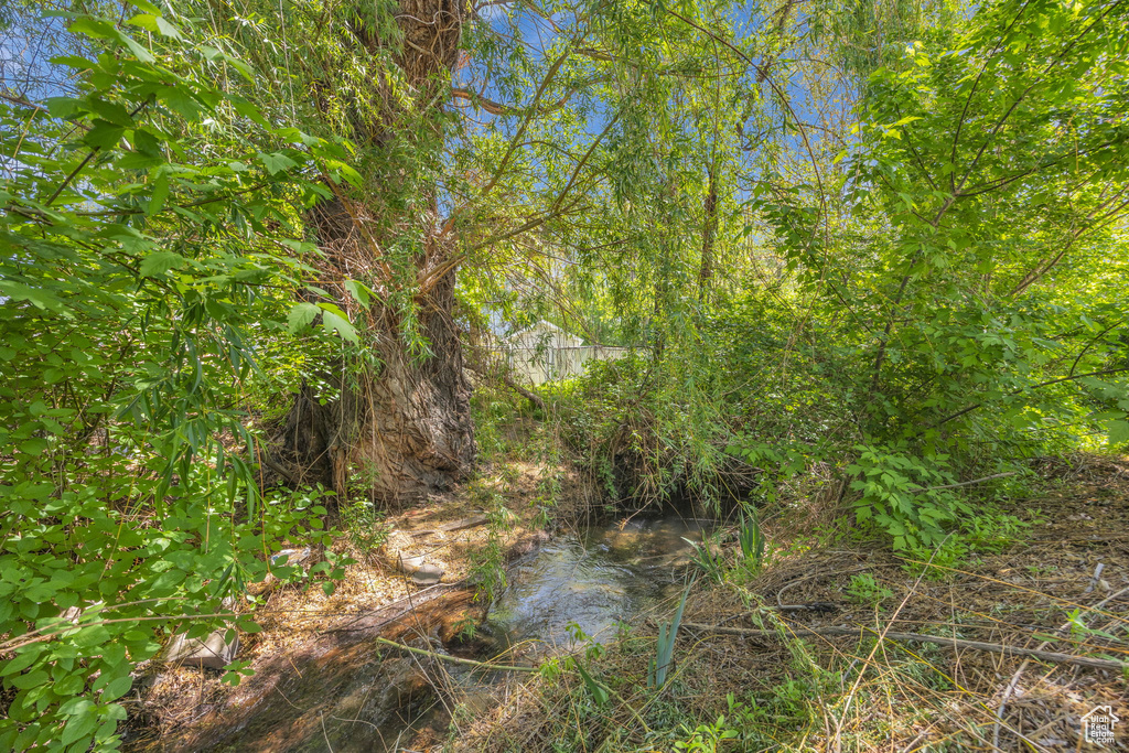 View of local wilderness