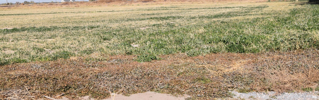 View of yard with a rural view