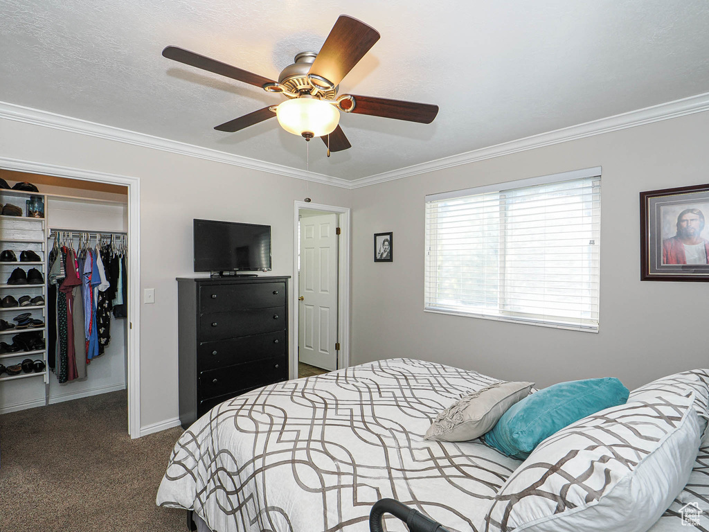 Bedroom featuring a closet, ornamental molding, ceiling fan, a spacious closet, and carpet flooring