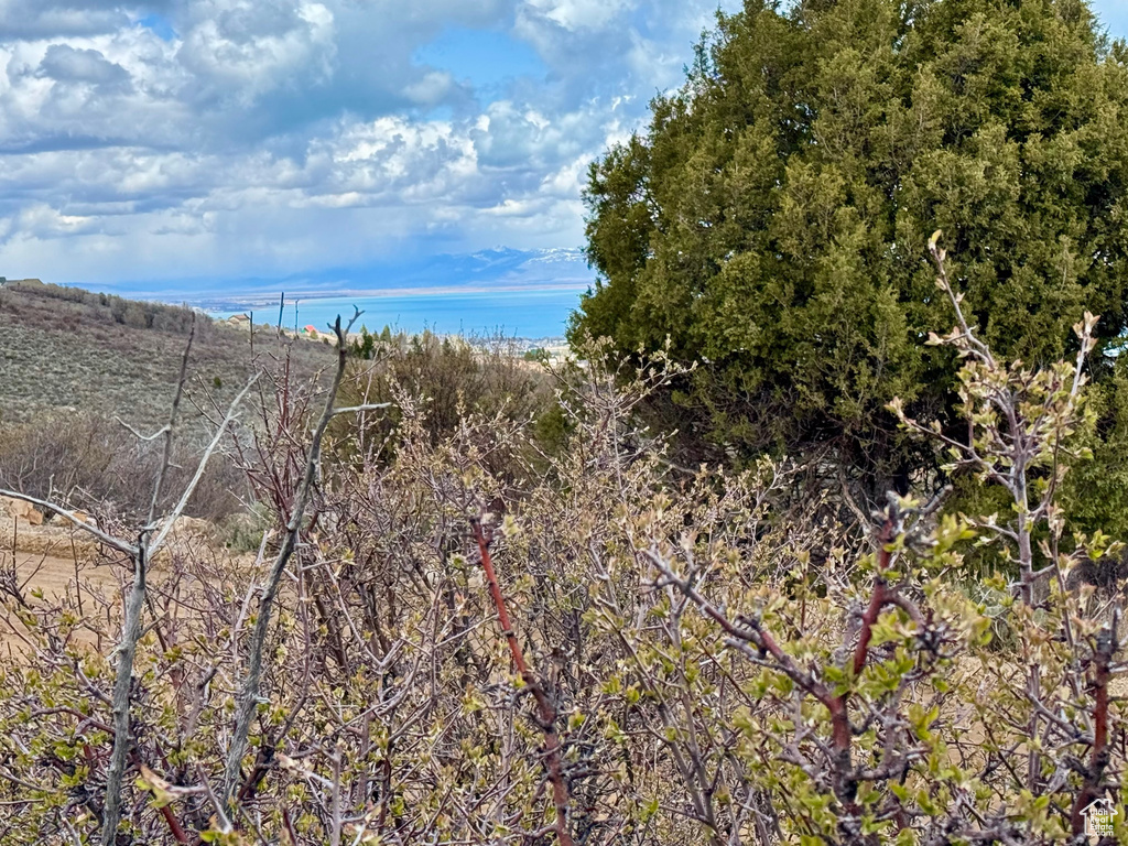 View of local wilderness