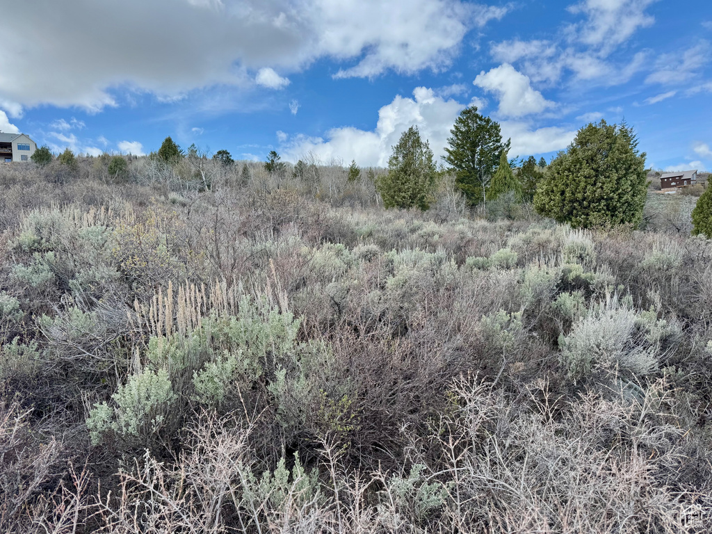 View of local wilderness