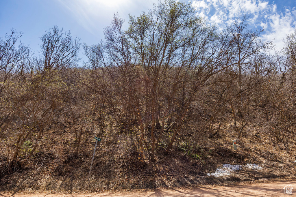 View of local wilderness