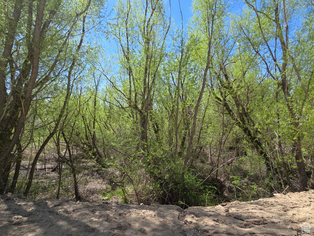 View of local wilderness with a wooded view