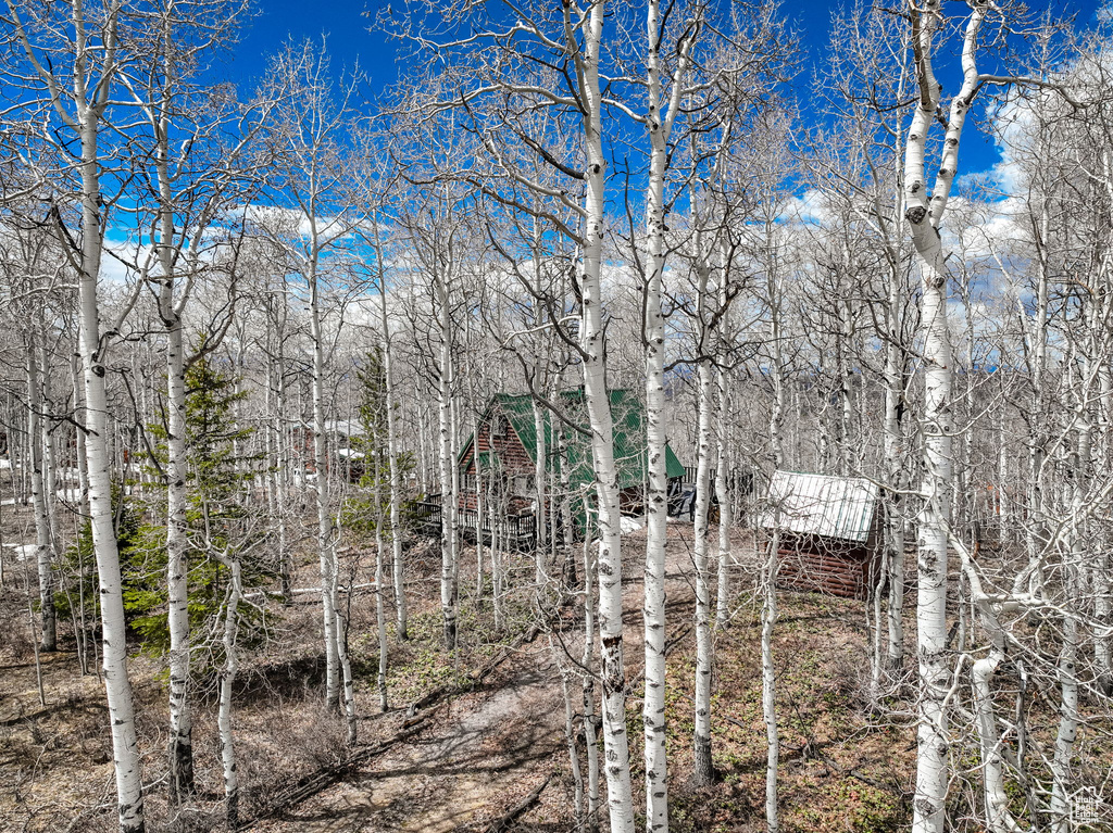 View of local wilderness